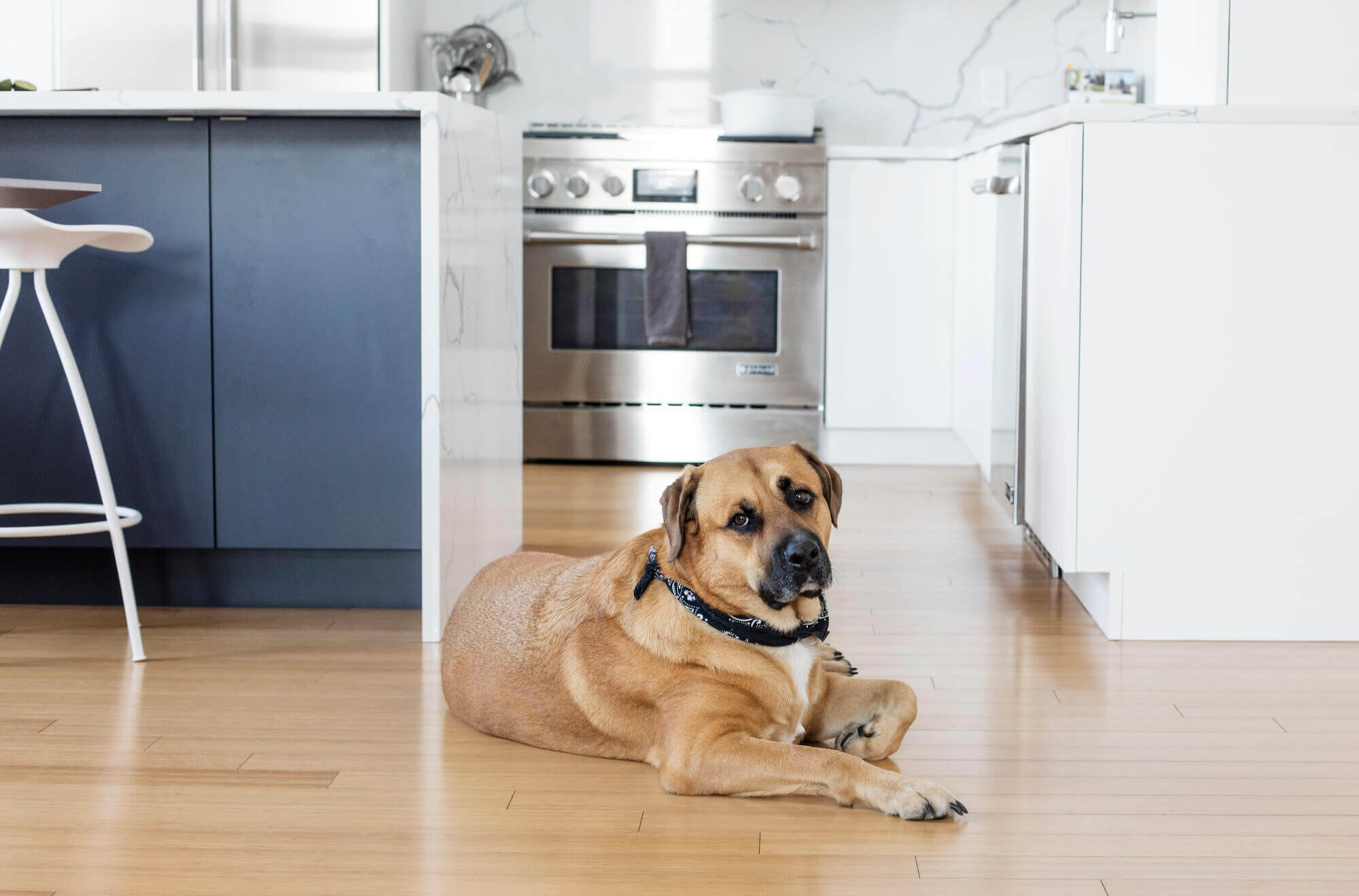 Dog in remodeled kitchen