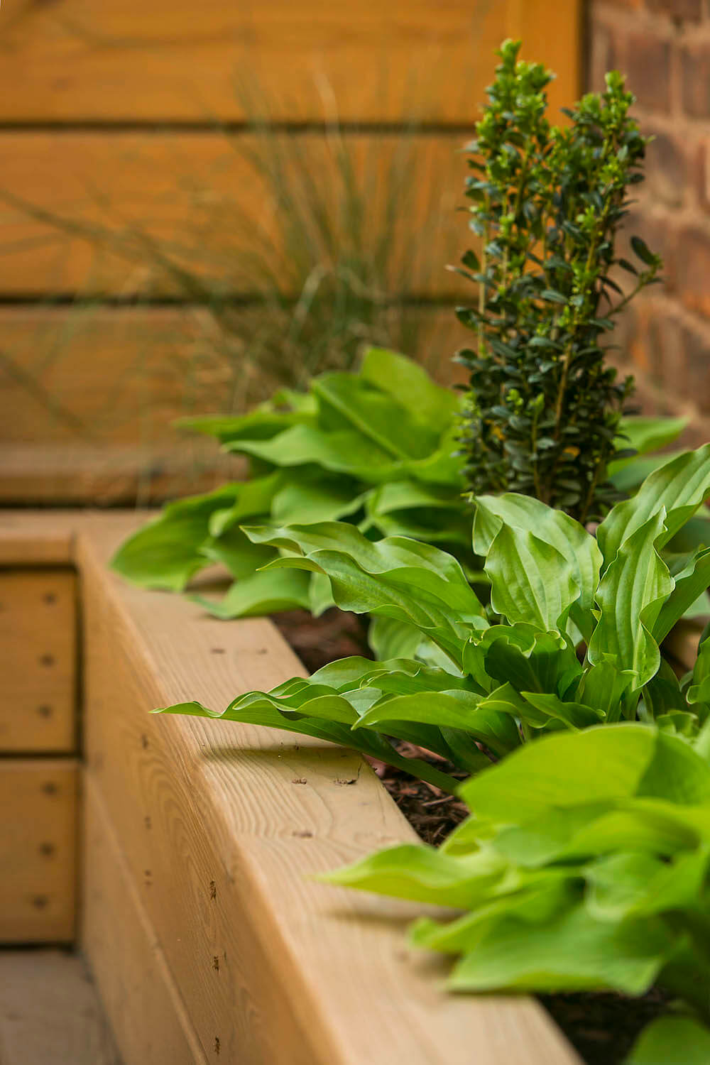 wooden planter trays in backyard with green plants after renovation