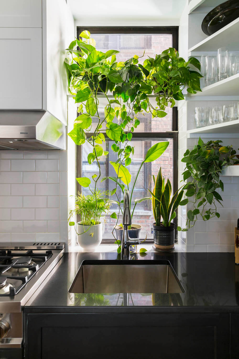 Plants hang over the kitchen sink